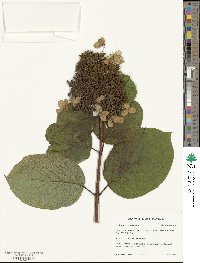 Hydrangea paniculata image