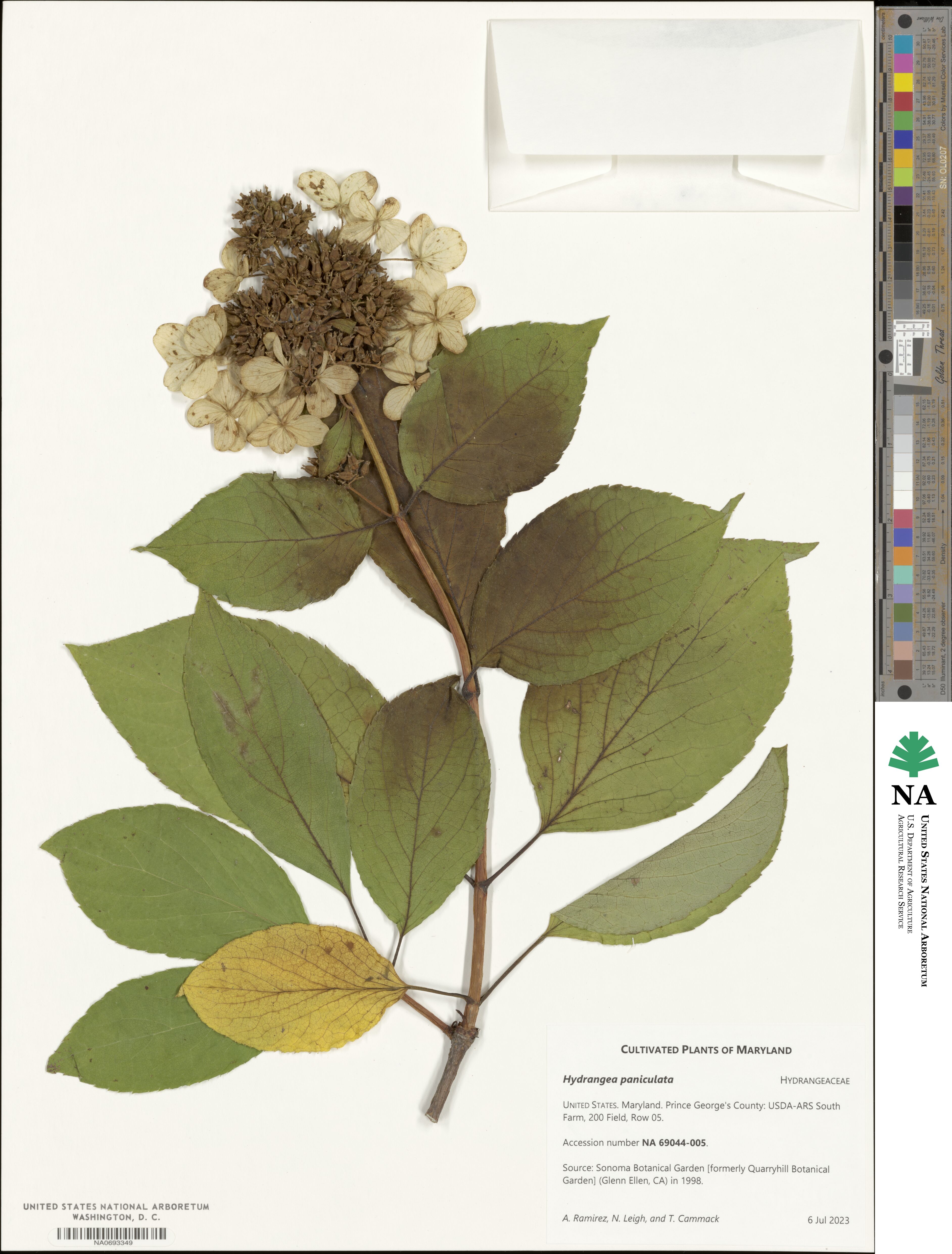 Hydrangea paniculata image