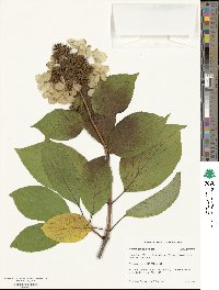 Hydrangea paniculata image