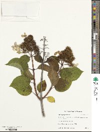 Hydrangea paniculata image